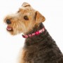 pPETS-6100066r200
