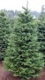 tree1