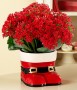 PLT4inredkalanchoe_santaboots10_PC1799_PF