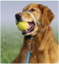 training leash deal
