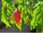 ghost pepper plant deal