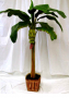 indoor bannana tree deal