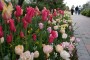 Tulip Festival Deal