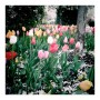 Tulip Bulb Sale Deal