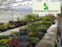 DealDragonDomanNursery