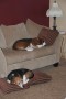 My Lazy Hounds
