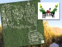 corn maze