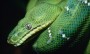repticon reptile show