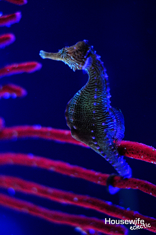 Aquarium seahorse