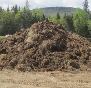 stinky pile of manure