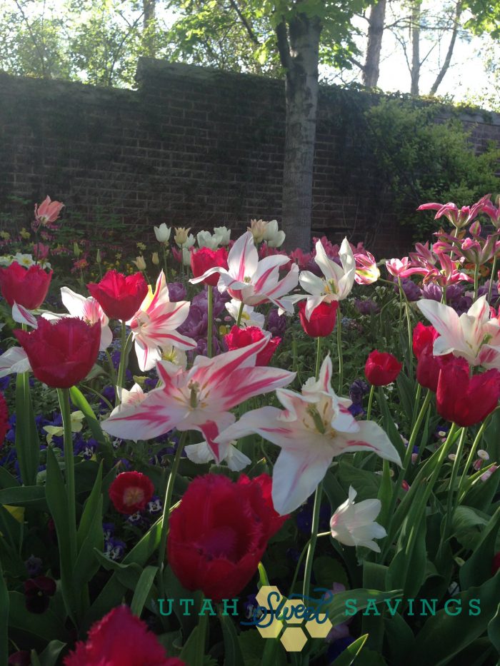 Last 2 Weeks for the Tulip Festival at Thanksgiving Point ...