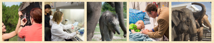 cancer research elephants