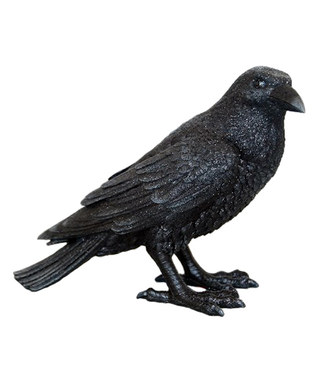 crow