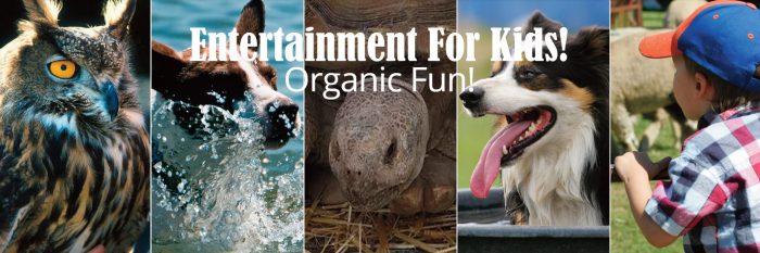 sheepdog fun for kids