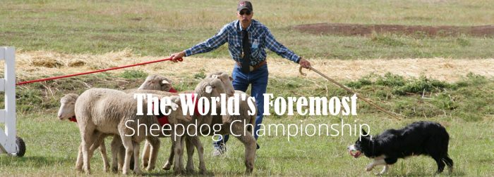 soldier hollow sheepdog