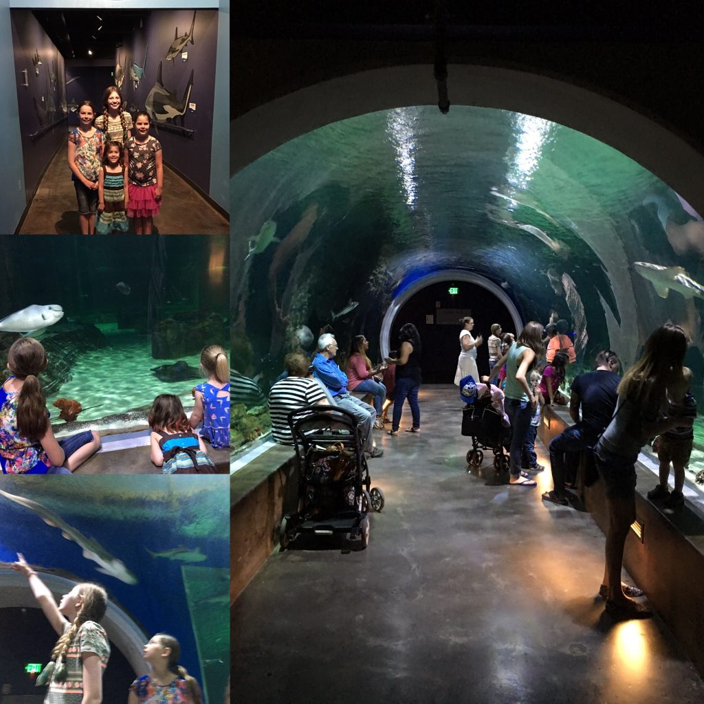 Loveland Living Planet Aquarium! Your Staycation Destination This ... - IMG 8469 1024x1024 Loveland Living Planet Aquarium! Your Staycation Destination This ... - IMG 8469 1024x1024